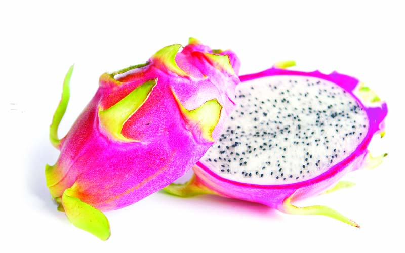 Dance With the Dragon (Fruit)! You & I