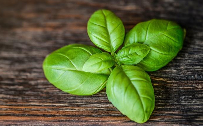 Valsa Basil Benefits of basil – You and I